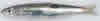 Sardine