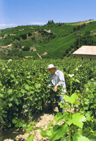 Weinbauer